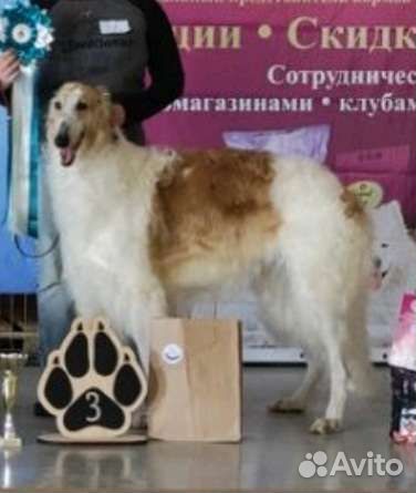 Русская псовая борзая щенки объявление продам