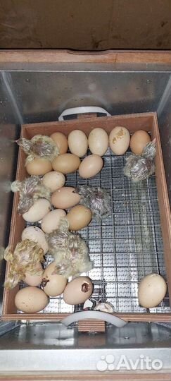 Куры брама семьи инк.яйцо