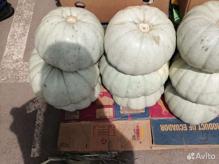 Тыква Самсон