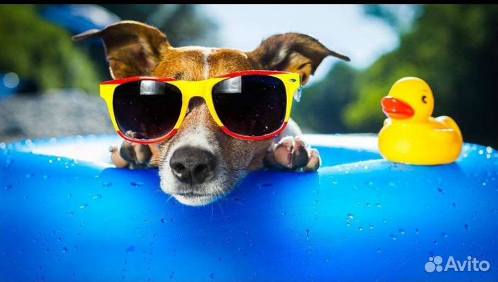 Джек Рассел терьер вязка