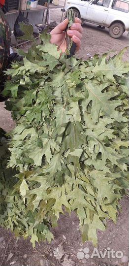 Канадский дуб