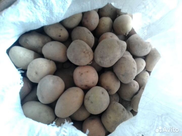 Семянной картофель