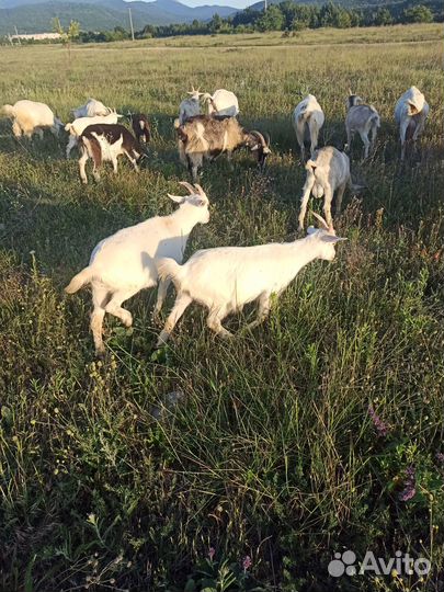 Стадо дойных коз