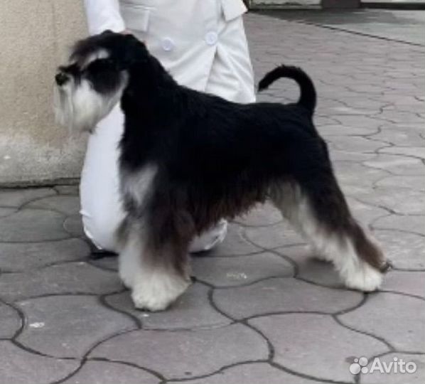 Вязка кабель цвергшнауцер