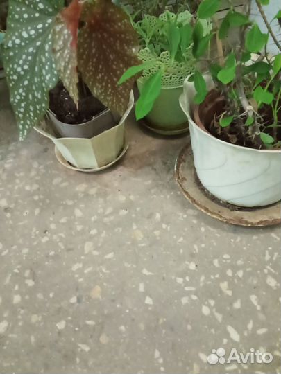 Комнатные цветы