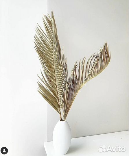 Листья пальмы