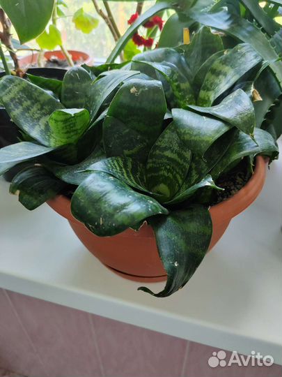 Сансевиерии