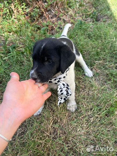 Щенок мальчик