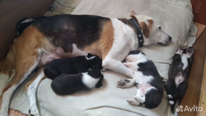 Щенок в дар бесплатно