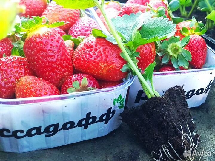 Рассада клубники. Элитные сорта оптом