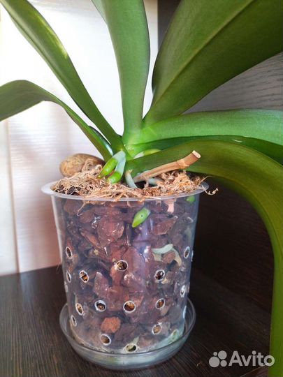 Орхидея фаленопсис