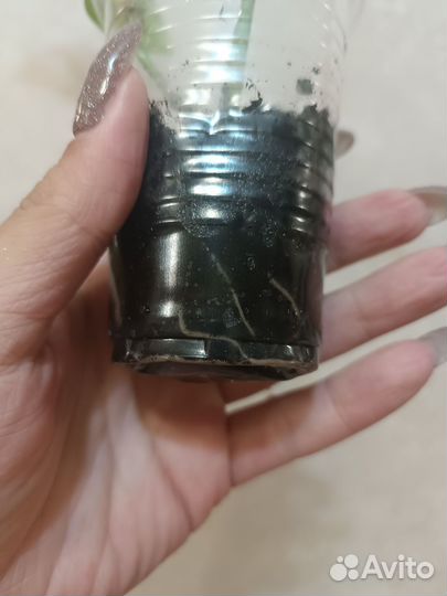 Монстера манки