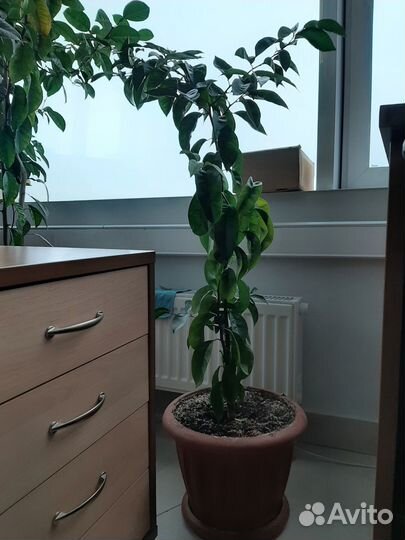 Мандариновое дерево