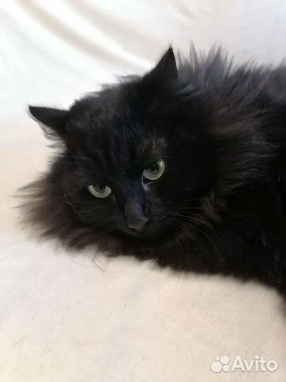 Котик в добрые руки