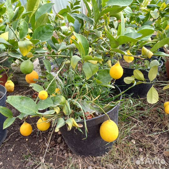 Саженцы лимона сорт мейер