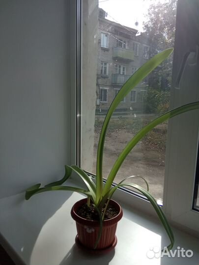 Гиппеаструм (Лилия)