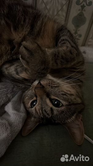 Кошка в хорошие руки