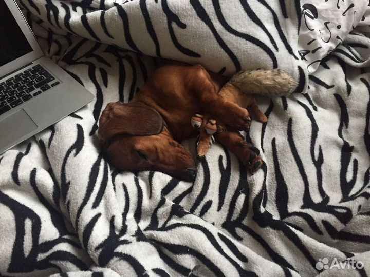 Вязка таксы кабель бесплатно