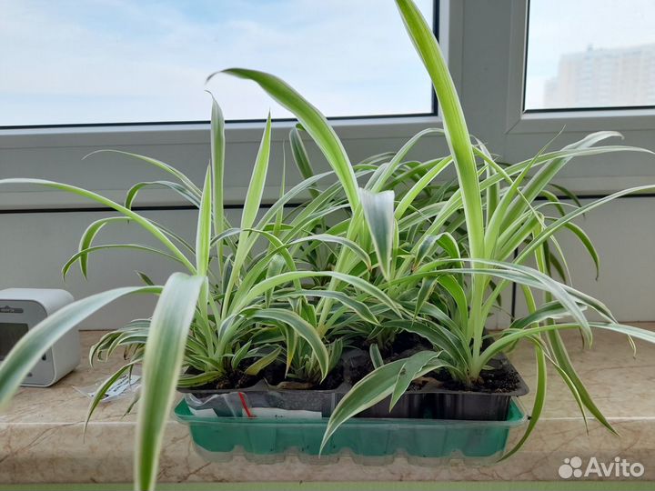 Комнатные растения цветы