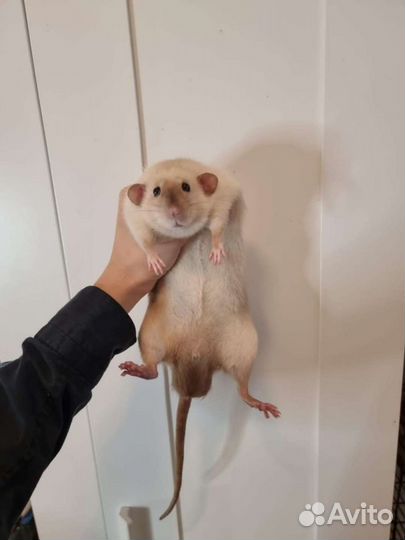 Сиамские крысята дамбо