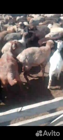 Продается овцепоголовье