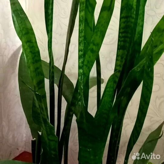 Сансивиерия