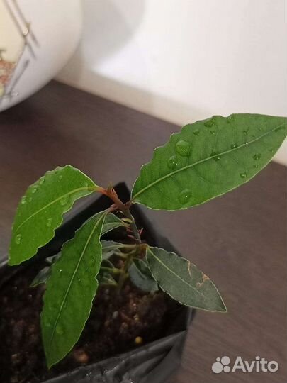 Лавровый лист, Лаврушка