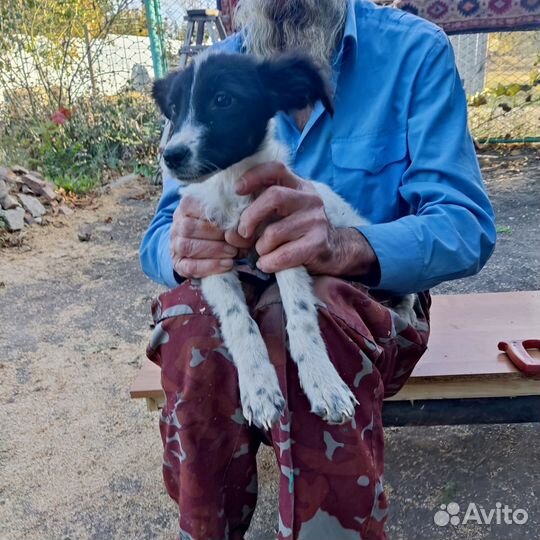 Собаки бесплатно в добрые руки