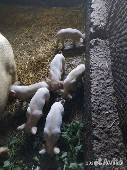 Поросята молочные