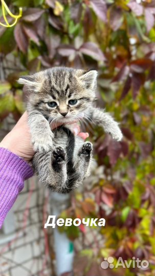 Котята в добрые руки даром