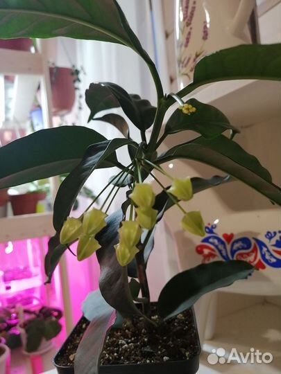 Хойя мультифлора