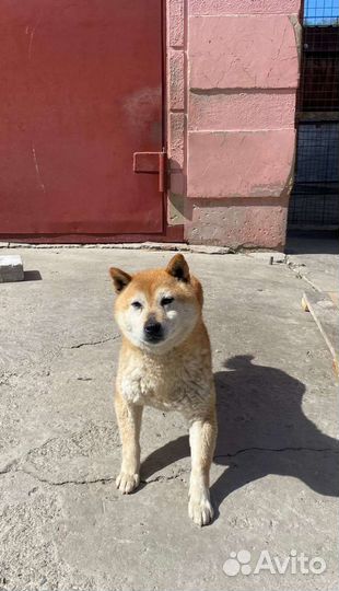 Девочка Сиба-ину в добрые руки