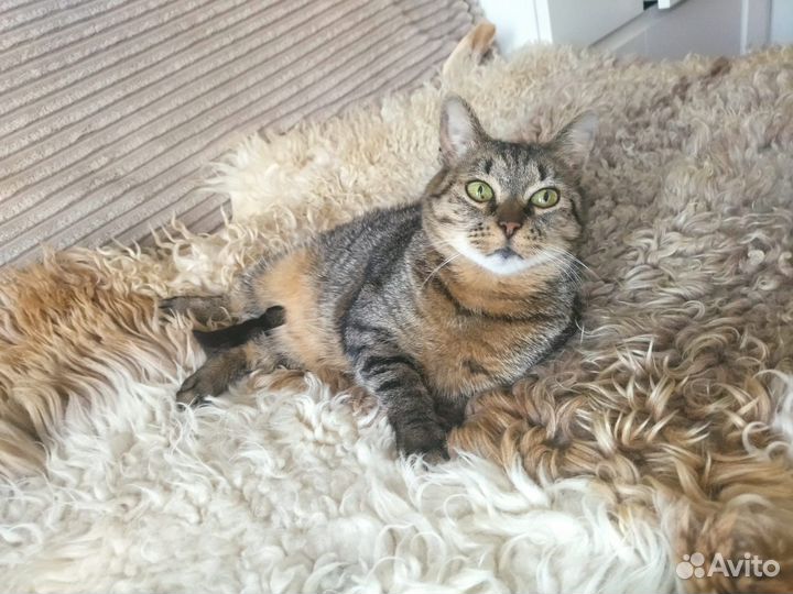 Кошка ищет дом