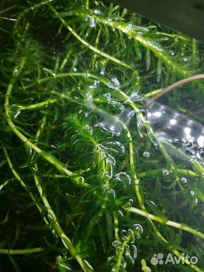 Аквариумные рыбки и растения в москве