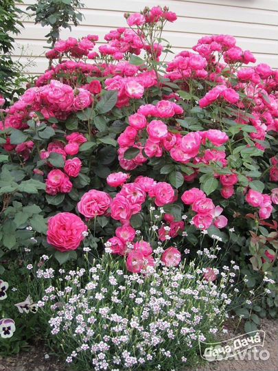 Роза Ангела / Angela Кордес