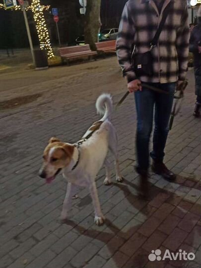 Собака для вязки