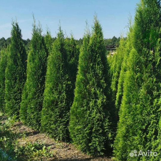 Туя смарагд брабант с гарантией приживаемости