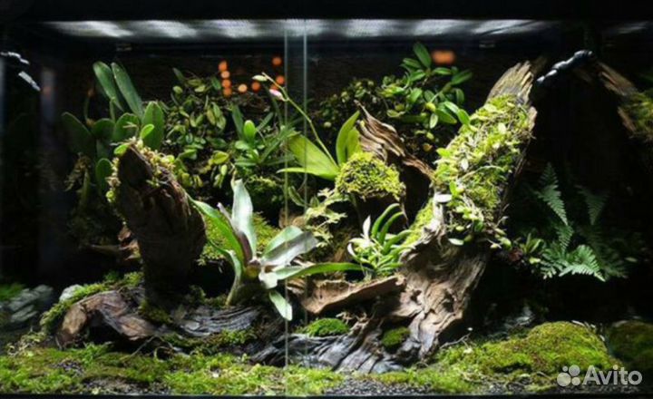 Хамелеон с новым террариумом