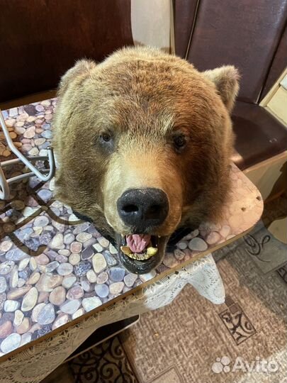 Голова медведя