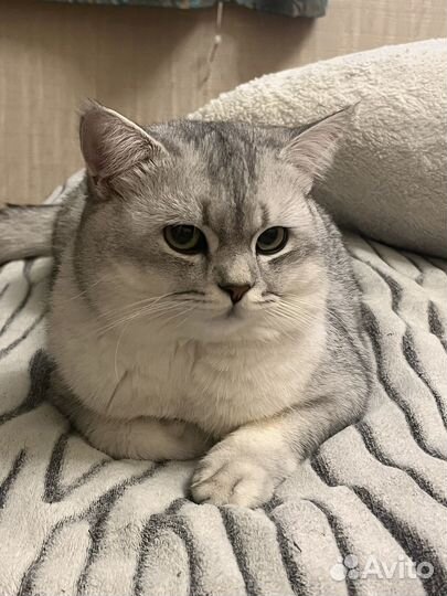 Британский кот вязка