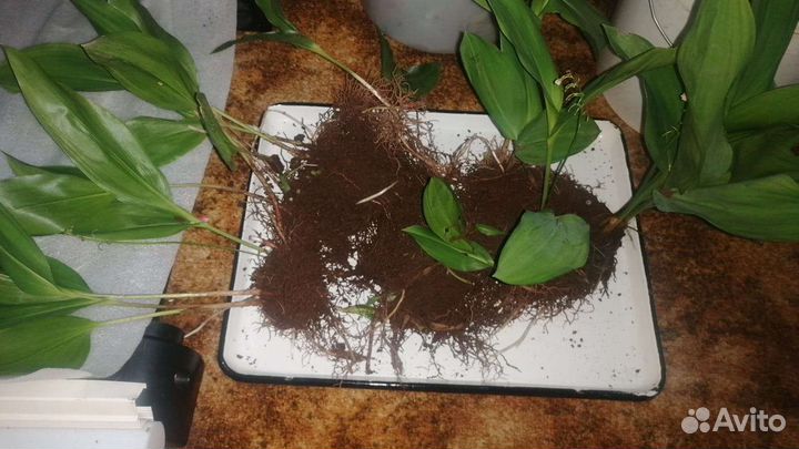 Ландыш майский