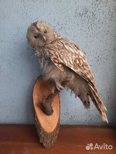 Чучело совы