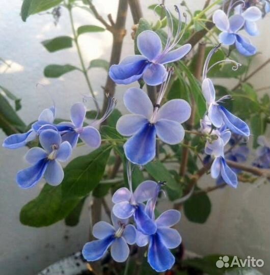 Клеродендрумы, стрептокарпелла