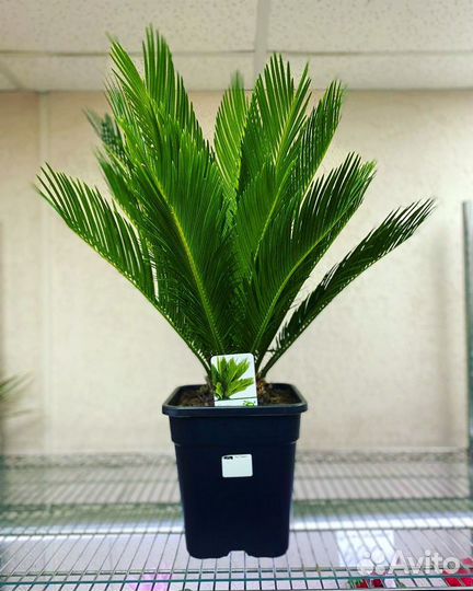 Саговник поникающий Пальма Цикас