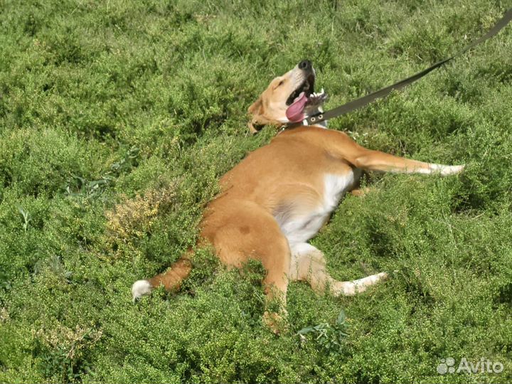 Собака в добрые руки