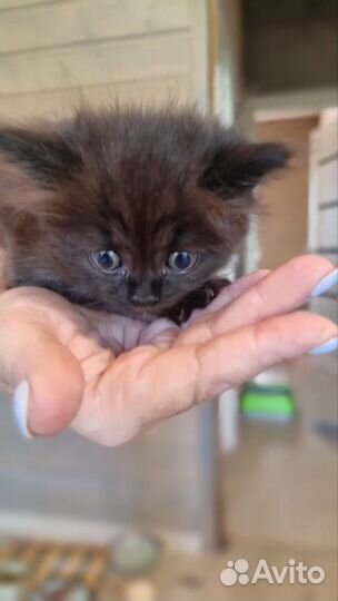 Черный котенок мальчик