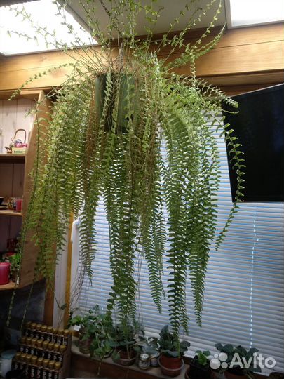 Папоротник нефролепис