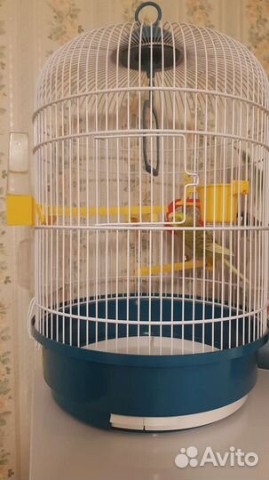 Клетка для волнистого попугая с попугаем