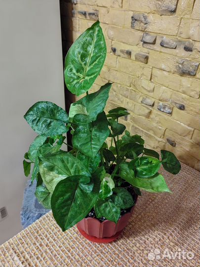 Сингониум Т 24