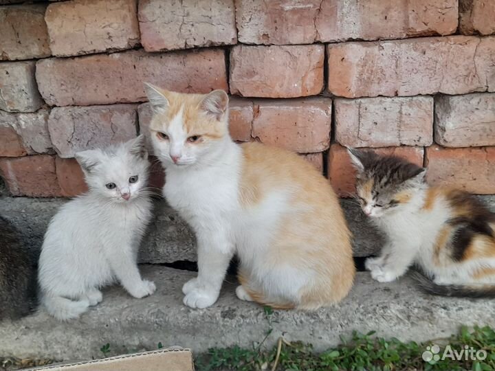 Котики ищут дом
